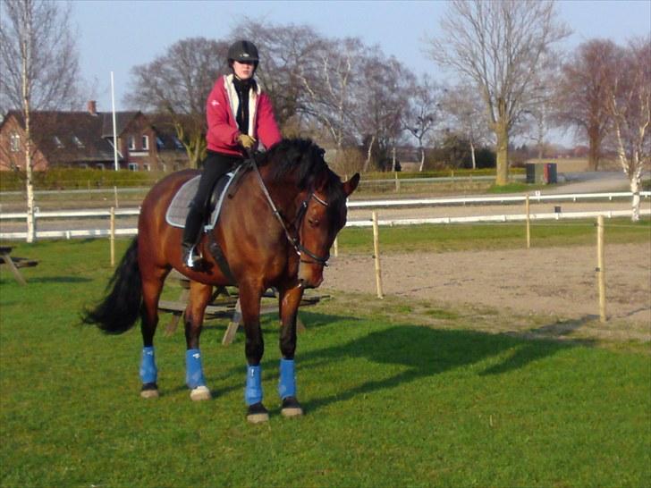 Oldenborg Porthos the Great *SOLGT* - Foto: Line Alm (: billede 10