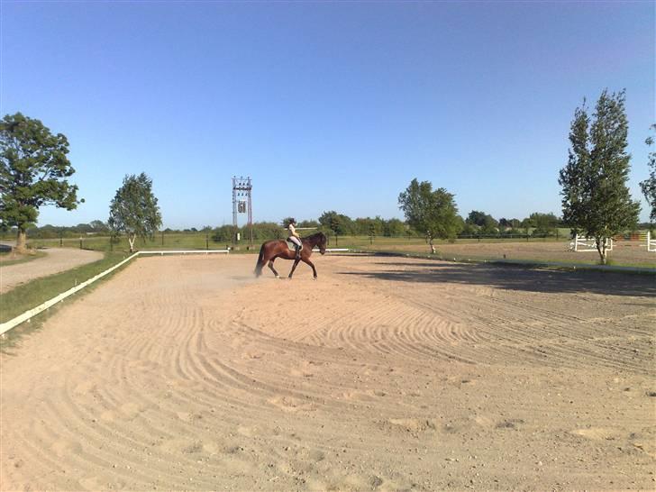 Oldenborg Porthos the Great *SOLGT* - Foto: Helle Baes (: billede 12