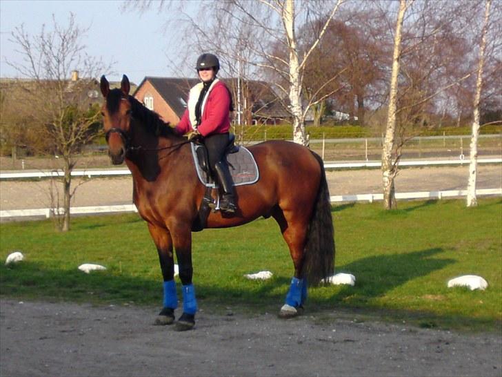 Oldenborg Porthos the Great *SOLGT* - Foto: Helle Baes (: billede 13