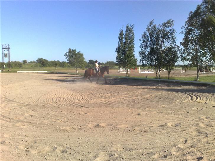 Oldenborg Porthos the Great *SOLGT* - Foto: Helle Baes (: billede 14