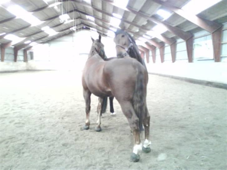 Oldenborg Porthos the Great *SOLGT* - Foto: Line Alm (: billede 15
