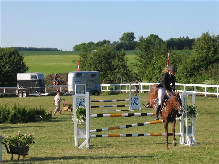 New Forest Ullah (solgt) - maen i silkeborg :) over/efter 3´eren billede 17