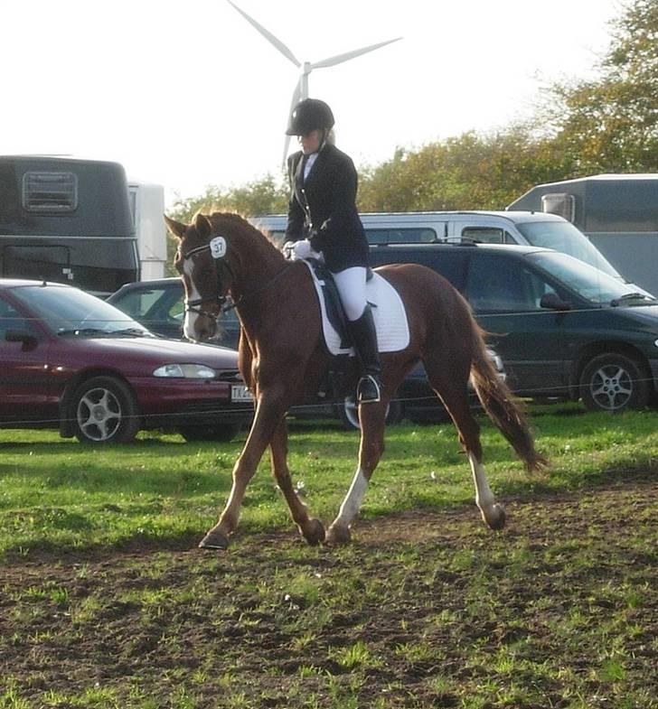 Dansk Varmblod Plusli-Mond (solgt) billede 3