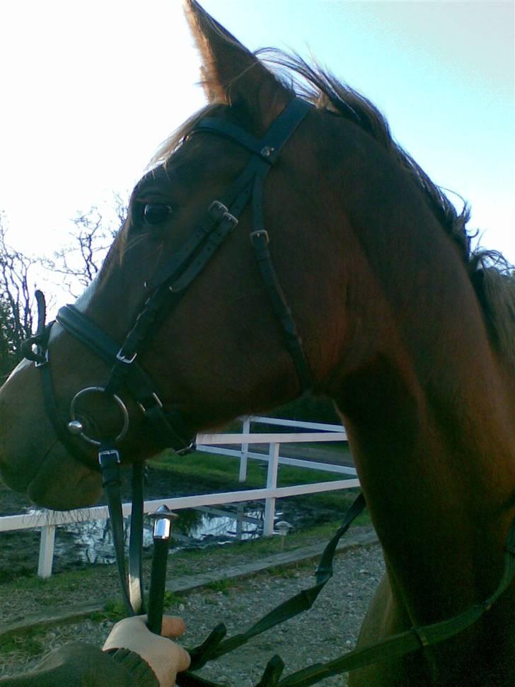 Dansk Varmblod Plusli-Mond (solgt) billede 5