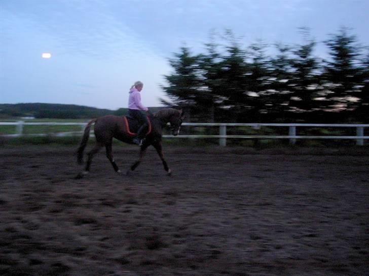 Dansk Varmblod Plusli-Mond (solgt) billede 6