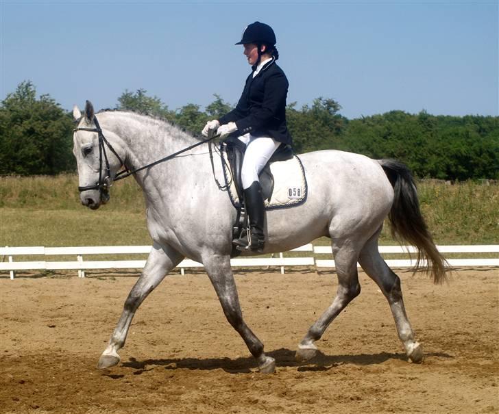 Dansk Varmblod Cantoná Skovvang *RIP* - vejen juni 08 billede 16