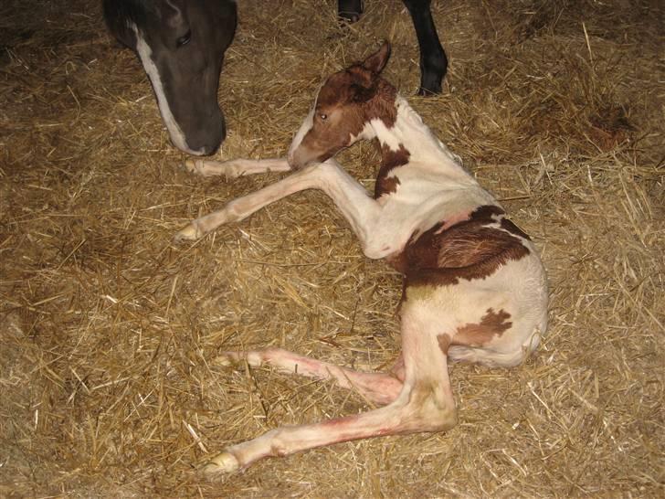 Anden særlig race Mazaya "SOLGT" billede 1