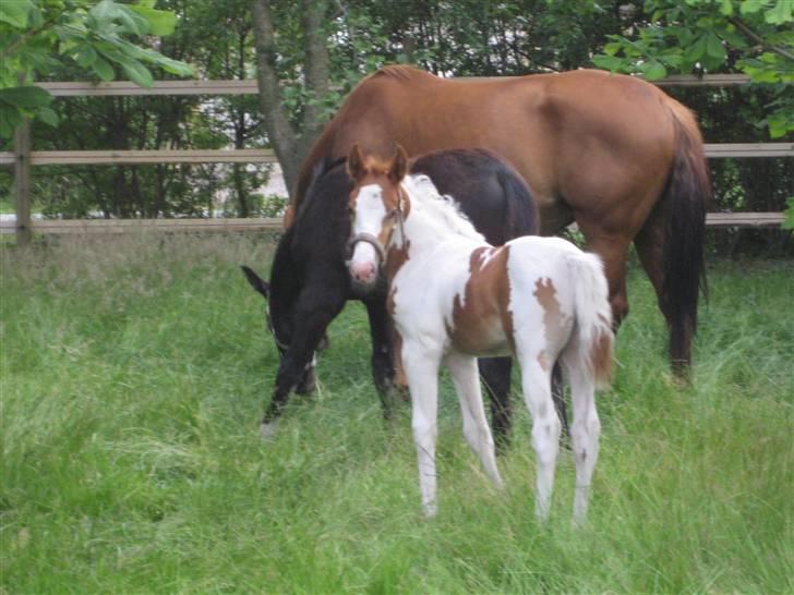 Anden særlig race Mazaya "SOLGT" billede 2