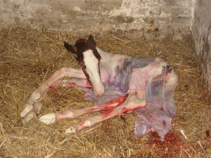 Anden særlig race Mazaya "SOLGT" billede 3