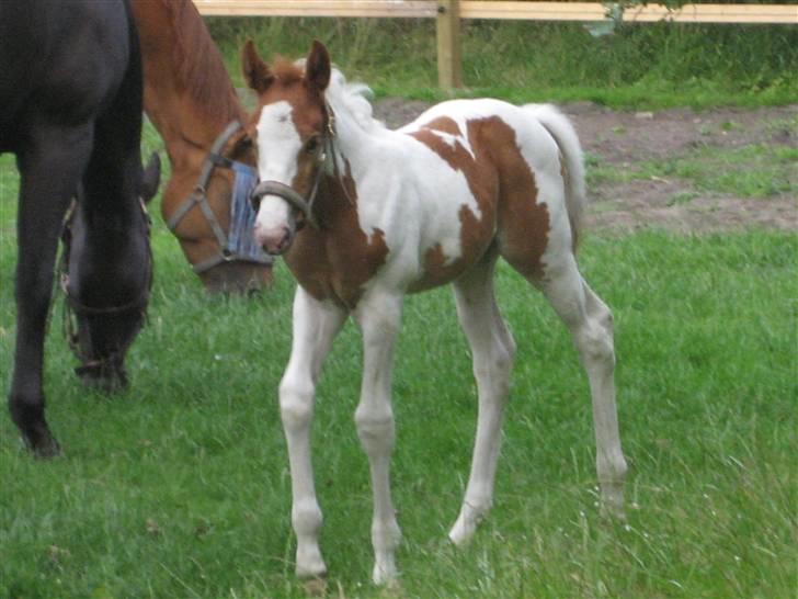 Anden særlig race Mazaya "SOLGT" billede 4