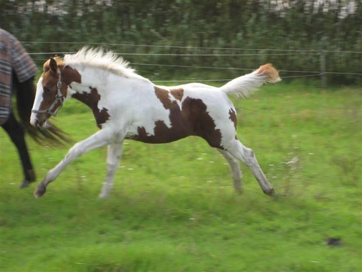 Anden særlig race Mazaya "SOLGT" billede 6