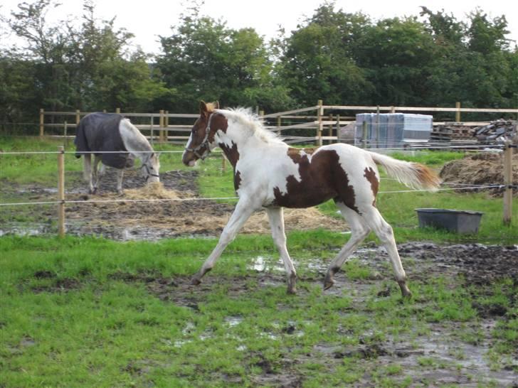 Anden særlig race Mazaya "SOLGT" billede 7