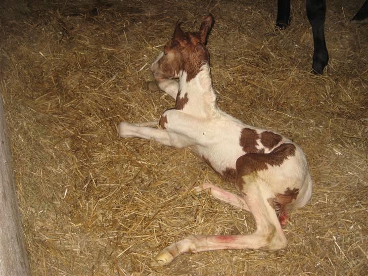 Anden særlig race Mazaya "SOLGT" billede 8