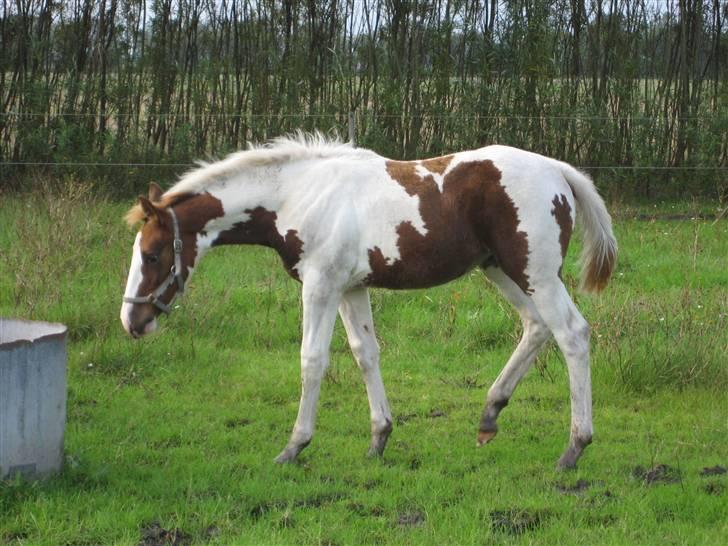 Anden særlig race Mazaya "SOLGT" billede 9