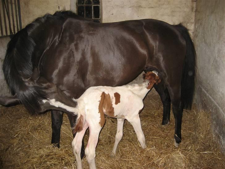 Anden særlig race Mazaya "SOLGT" billede 10