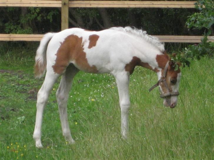 Anden særlig race Mazaya "SOLGT" billede 11