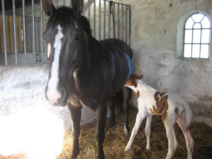 Anden særlig race Mazaya "SOLGT" billede 12