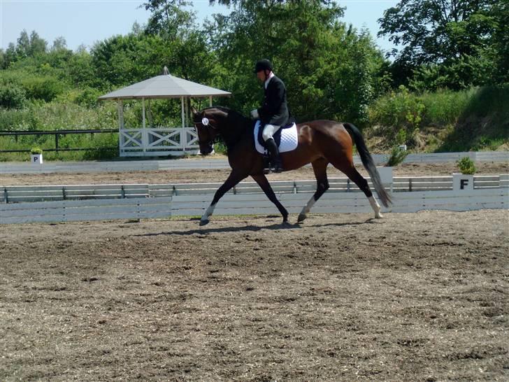Dansk Varmblod Miss Lightfoot - 5 års championat billede 13