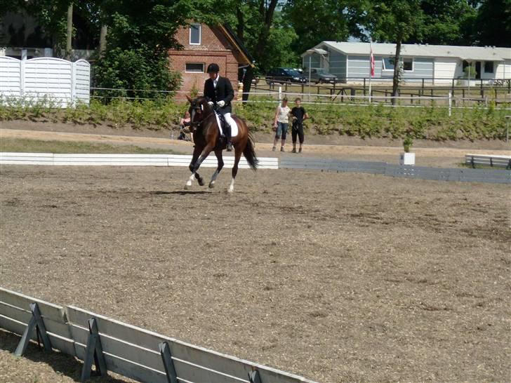Dansk Varmblod Miss Lightfoot - 5 års championat billede 14