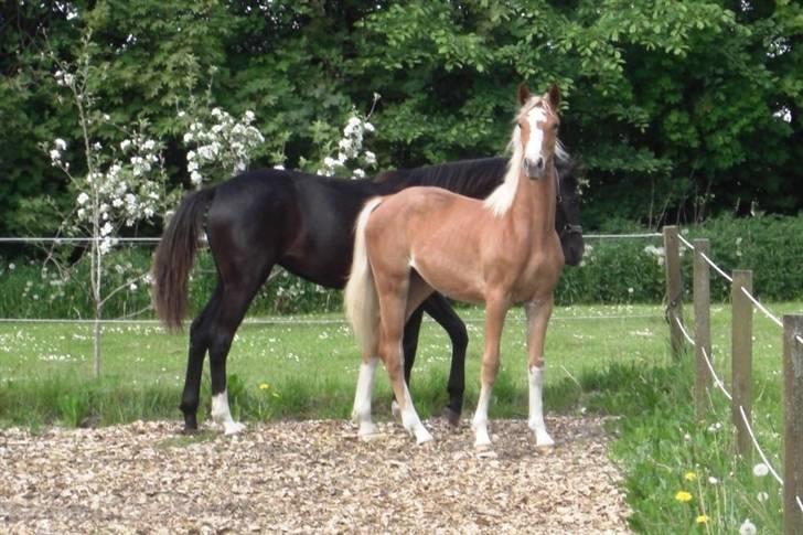 Dansk Varmblod Amaze Du Z - Hygge med Samira på banen i Gundersted sommeren 2008 billede 1