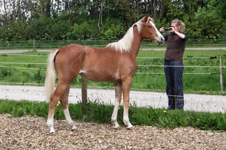 Dansk Varmblod Amaze Du Z billede 2