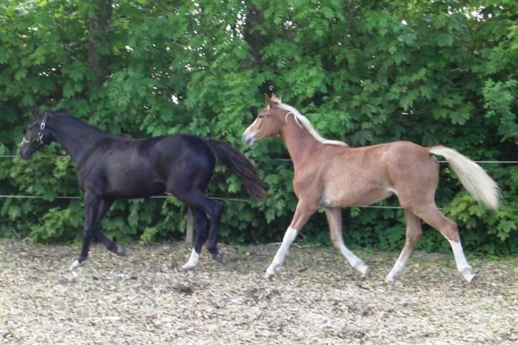 Dansk Varmblod Amaze Du Z billede 3