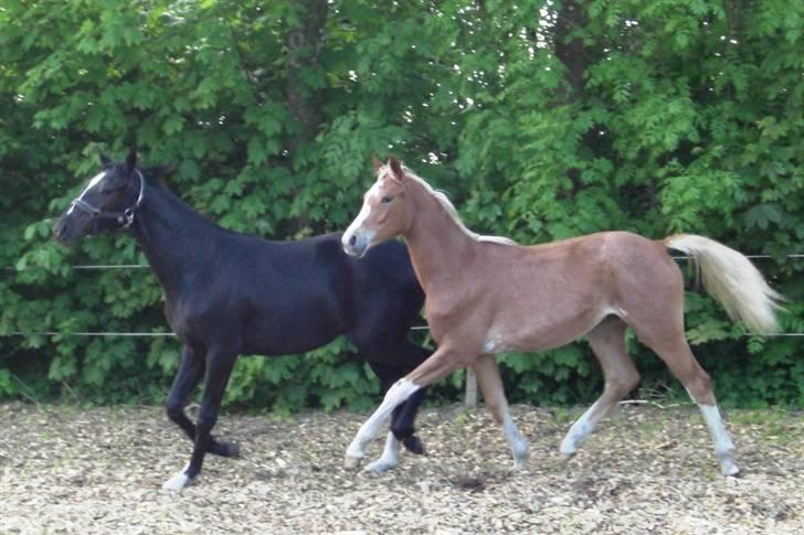 Dansk Varmblod Amaze Du Z billede 4