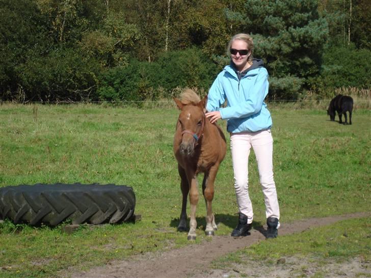 Anden særlig race Klaus SOLGT billede 3