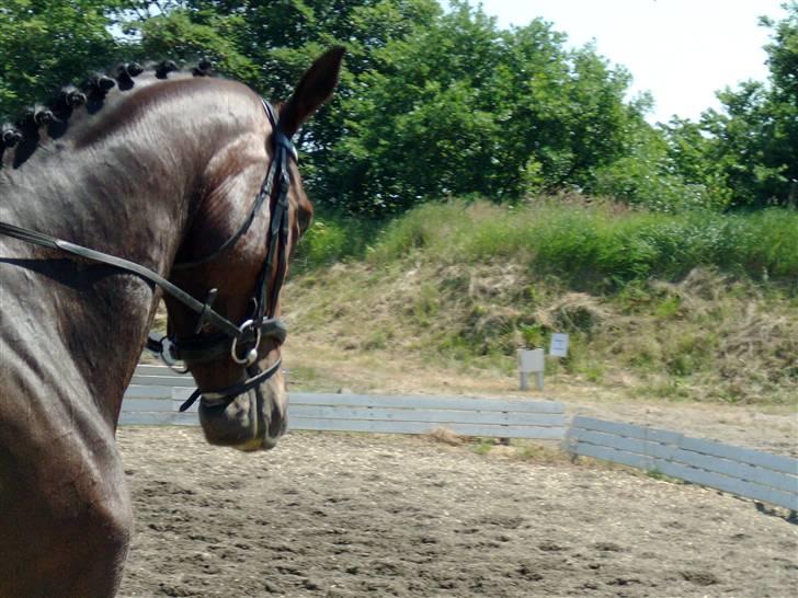 Dansk Varmblod Miss Lightfoot billede 15