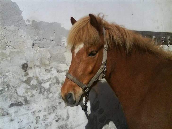 Islænder Lukka fra Flødal (SOLGT) billede 19