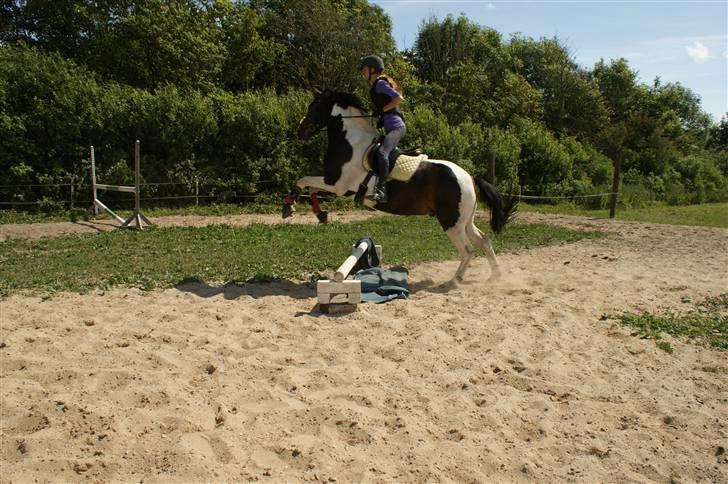 Anden særlig race Pingo - 7# Springer ´vandgrav´ :D <3    - Foto : Marie  billede 7