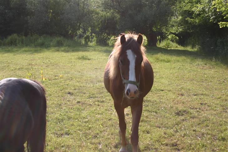 DSP Guldborggaards Remir - Solgt til Line - Sommerfold med Jack og Zephyr.. Jeg bliver tyk billede 12