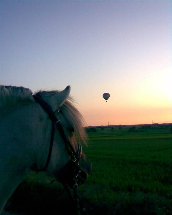 Fjordhest Ilina Hashagen SOLGT - Vi er ude og gå aftenstur da der kommer en luftballon ind over os maj 08 billede 11