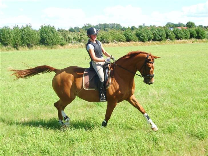 Dansk Varmblod Damgaardens Falasi - Solgt  - Falasi og jeg - sommeren 2009 billede 19