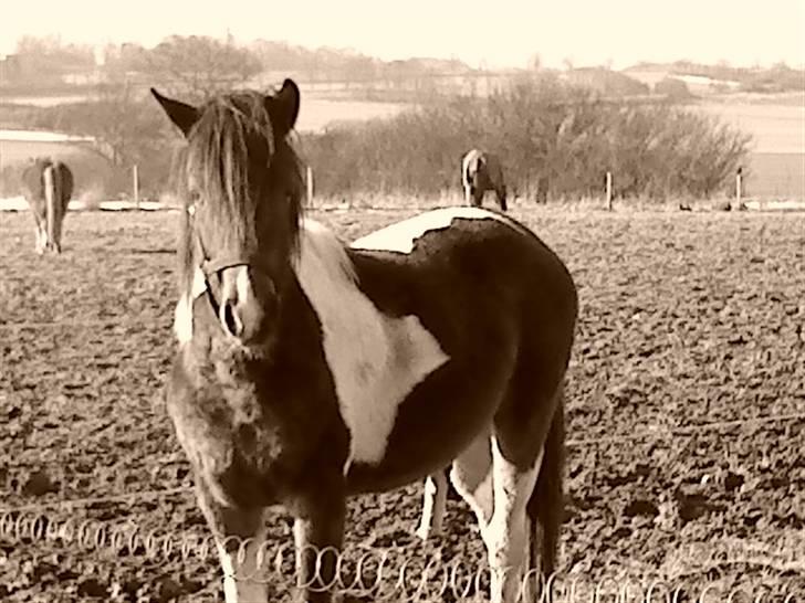 Anden særlig race Mr.Melle  "SOLGT" - "NYT" Mr. Melle efter han er blevet vallak :o) 09´ billede 10