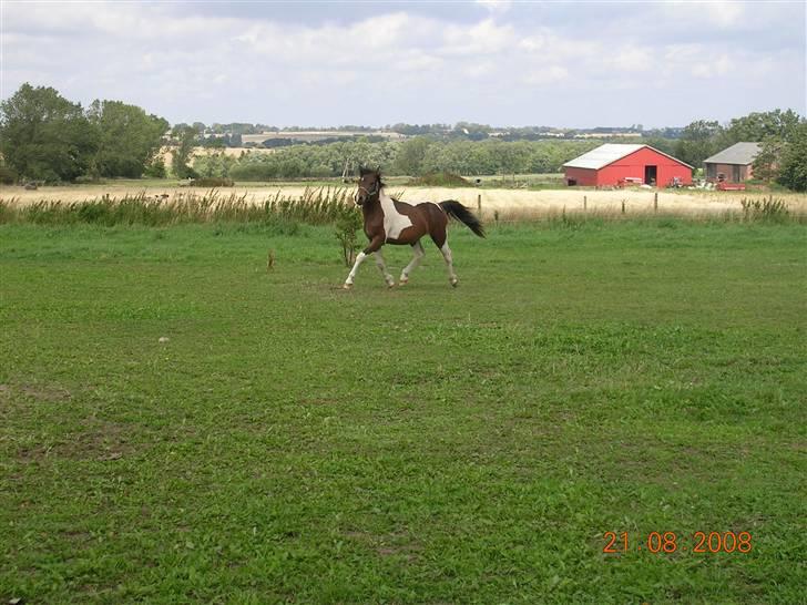 Anden særlig race Mr.Melle  "SOLGT" - sommer 08´ billede 11