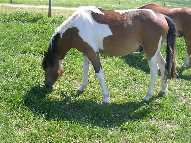 Anden særlig race Mr.Melle  "SOLGT" - sommer 08´ billede 12