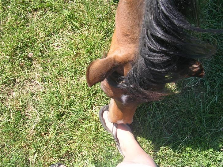 Anden særlig race Mr.Melle  "SOLGT" - Melle er så glad for tæer :o) billede 13