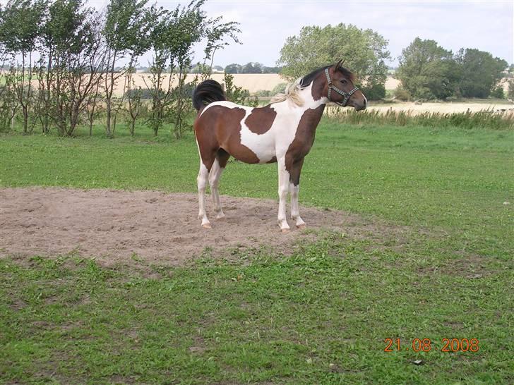 Anden særlig race Mr.Melle  "SOLGT" - sommer 08´ billede 14