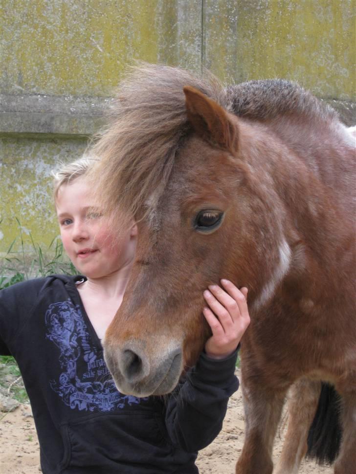 Anden særlig race Misty billede 4