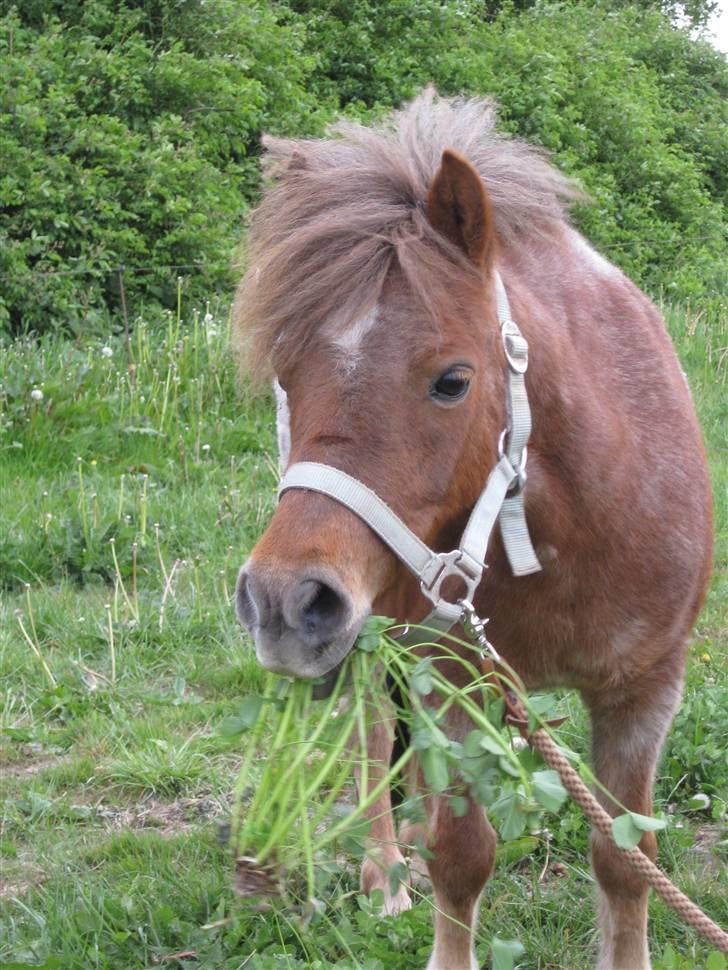 Anden særlig race Misty billede 6