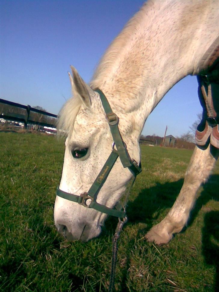 Anden særlig race Bella *SOLGT* - Græs MMMH.. billede 6