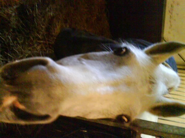 Anden særlig race Bella *SOLGT* - Nysgerrig... :-D billede 7