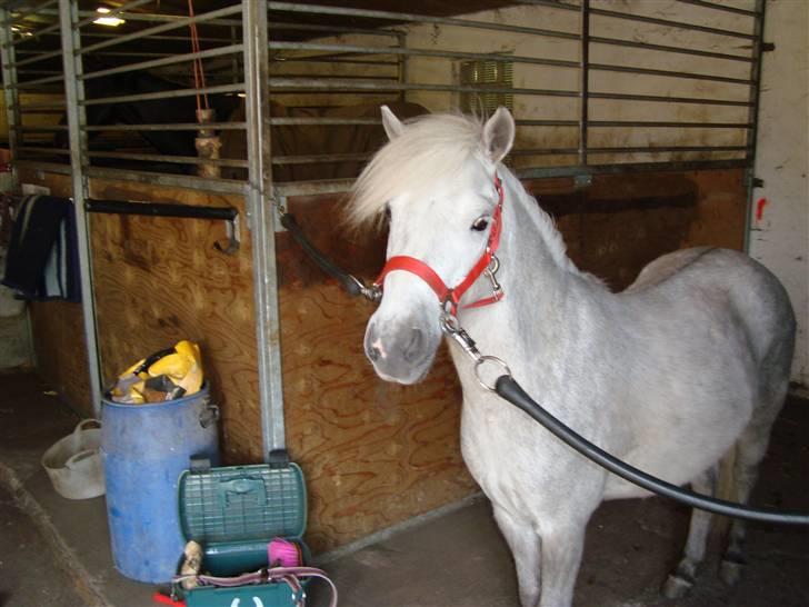 Welsh Mountain (sec A) Shadow(storbror) Solgt og elsket <3 <3 - Velkommen til Shadows profil håber i kan lide den(: billede 1