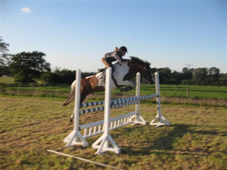 Pinto Komo - Coy  - Træning derhjemme første gang på den nye græsbane :D [105 cm.] <3<3 foto: Mor billede 7