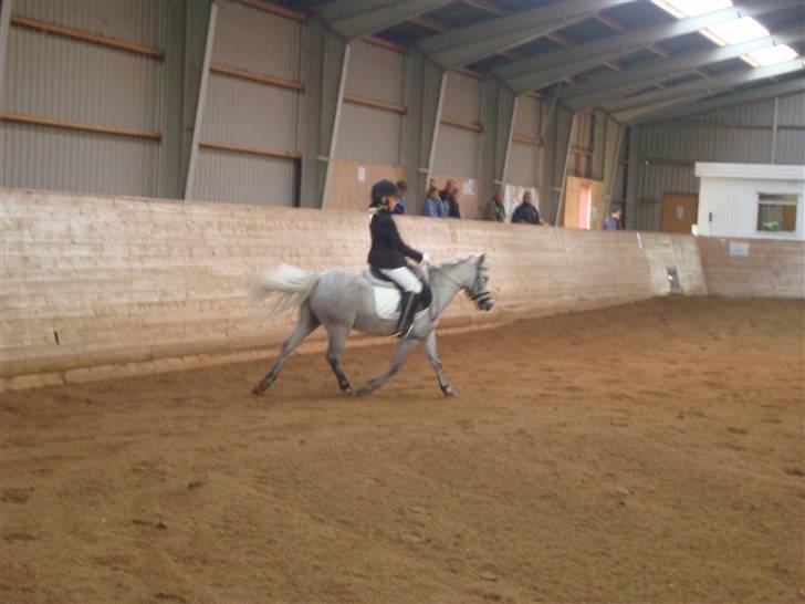 Welsh Mountain (sec A) Shadow(storbror) Solgt og elsket <3 <3 - stævne i RORK billede 2