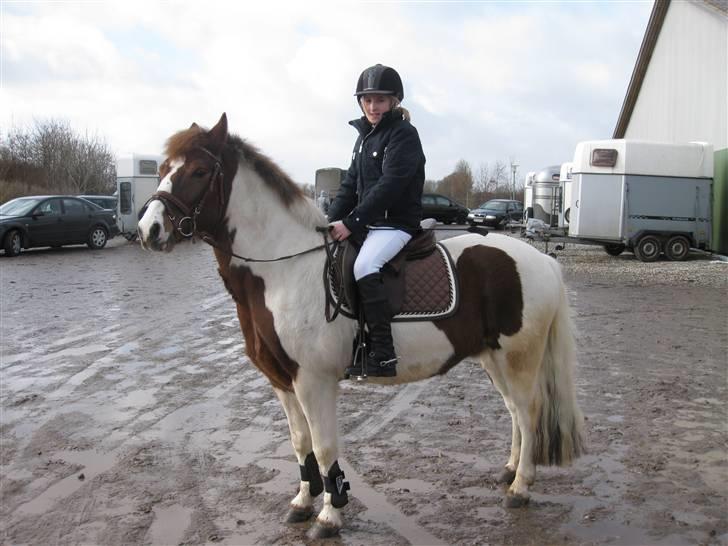 Pinto Komo - Coy  - <3<3<3<3 foto: Mor  billede 9