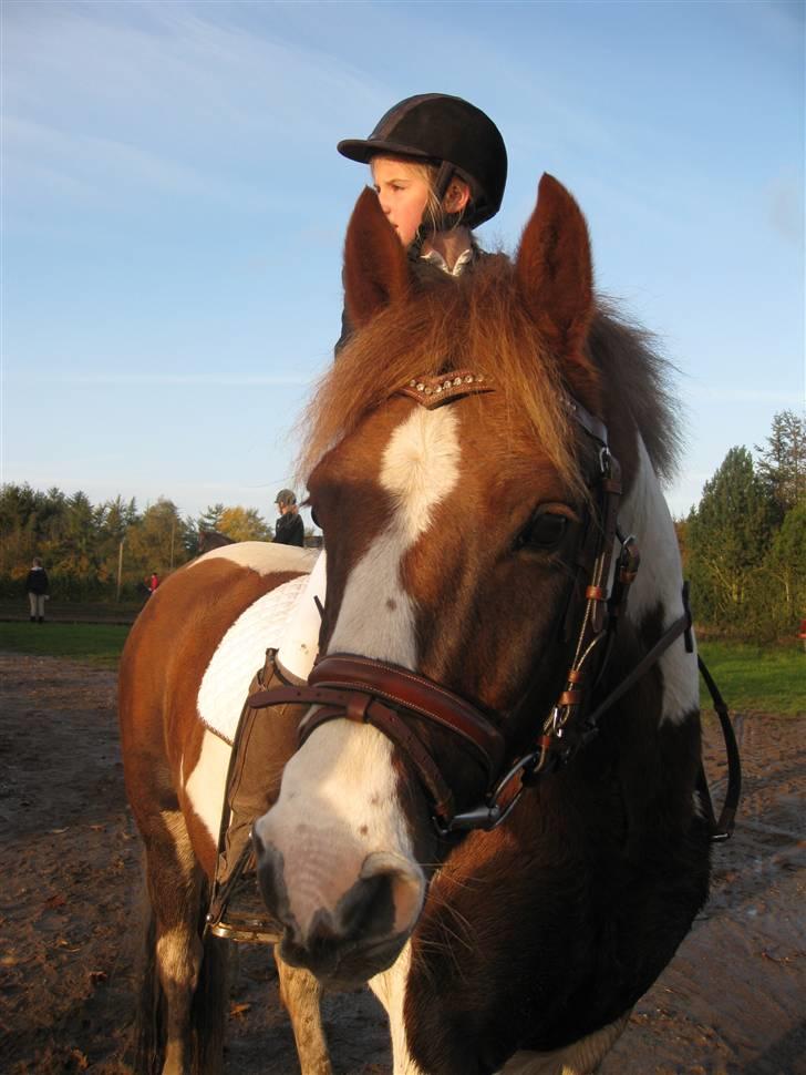 Pinto Komo - Coy  - I hadsten :* smuk´ saken  billede 10