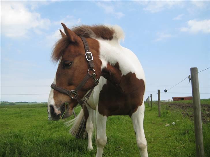 Pinto Komo - Coy  - baaddii på fold <33 :* billede 11