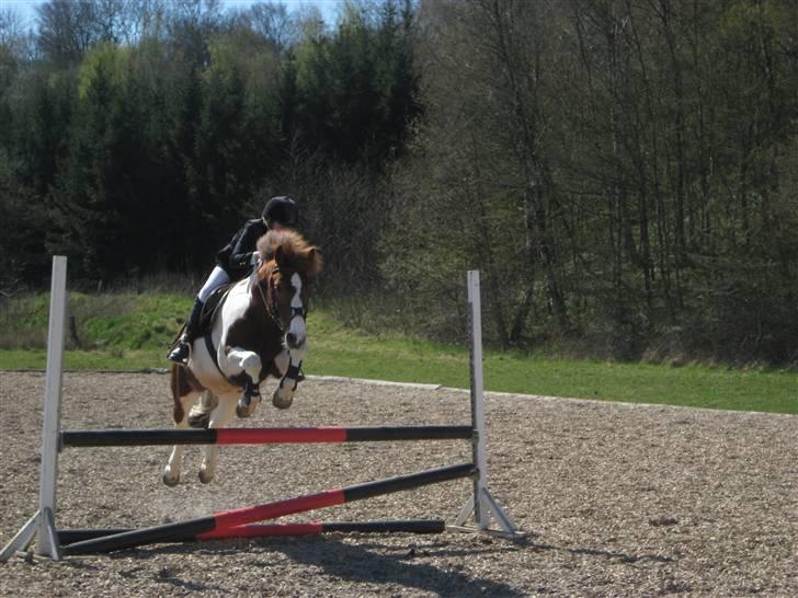 Pinto Komo - Coy  - wwee :D foto: prof. Emma  billede 12